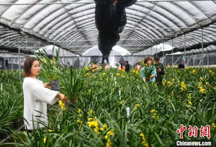 广东发展现代农业产业带动乡村振兴