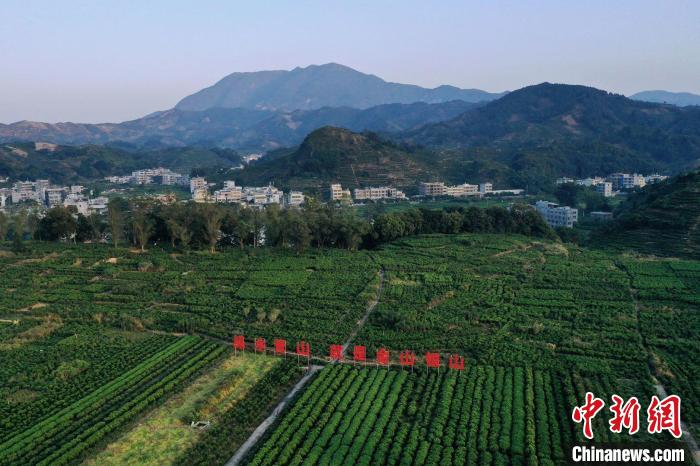 广东发展现代农业产业带动乡村振兴