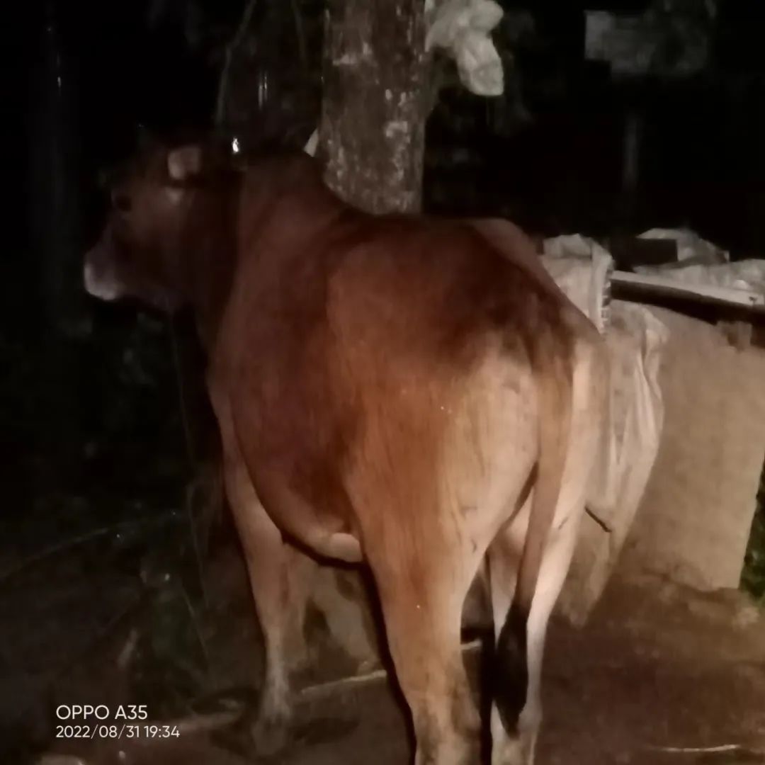 一头迷路的牛跑到双滘永水村