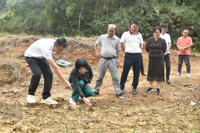 市政协领导到双滘镇调研麻竹笋产业发展