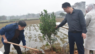 阳江市政协领导到双滘镇开展绿美广东生态建设植树活动，调研指导“百千万工程”和“五经普”工作
