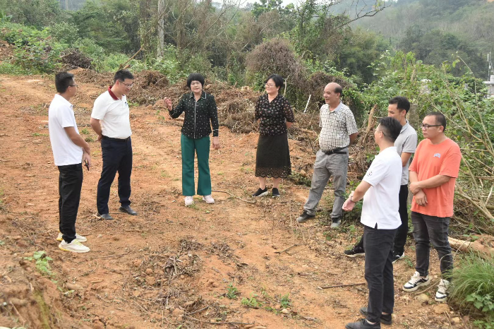 市政协领导到双滘镇调研麻竹笋产业发展
