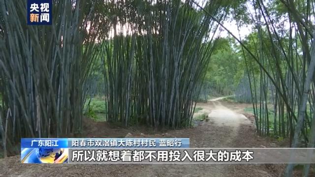 双滘镇：荒地上的野竹林 成了国外客户的“香饽饽”