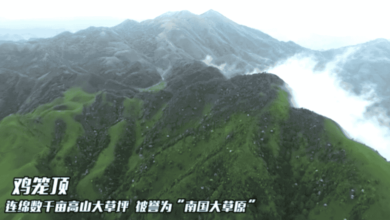 阳春鸡笼顶：云雾上的高山草原