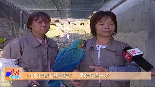 百姓故事：杨廉荣回乡投资养殖业 科学养殖鹦鹉