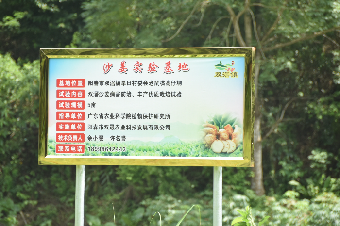 双滘镇举行沙姜栽培技术现场观摩会