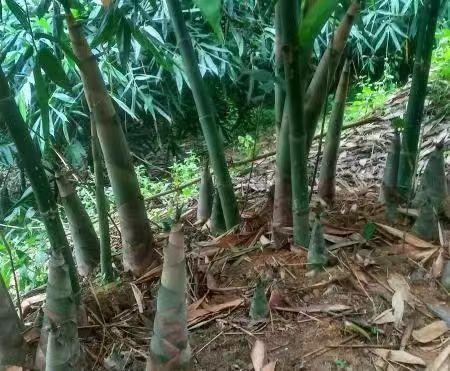双滘镇：开垦1500多亩撂荒坡地种植麻竹
