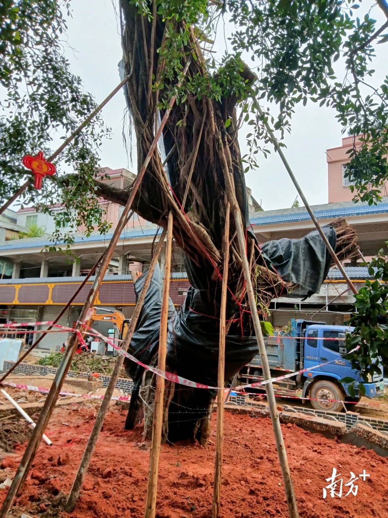 被洪水冲倒的300岁双滘榕树“重生记”