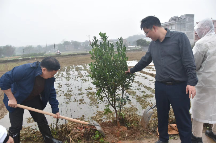 阳江市政协领导到双滘镇开展绿美广东生态建设植树活动，调研指导“百千万工程”和“五经普”工作